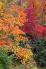 Autumn leaves, Oldham County, Kentucky Art Print